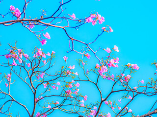 Pink magenta tabebuia trumpet flowers blooming sparsely on thin bare tree branches against bright cyan blue sky