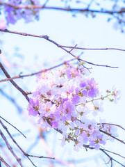 Dreamy overexposed soft focus image of delicate light purple pink flowers Lagerstroemia speciosa creating ethereal romantic pastel background