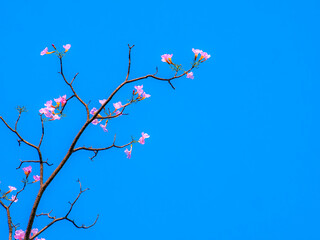 Vibrant pink tabebuia rosea trumpet flowers blooming on bare tree branches against brilliant clear blue sky background