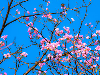 Vibrant pink tabebuia rosea trumpet flowers blooming on bare tree branches against brilliant clear blue sky background