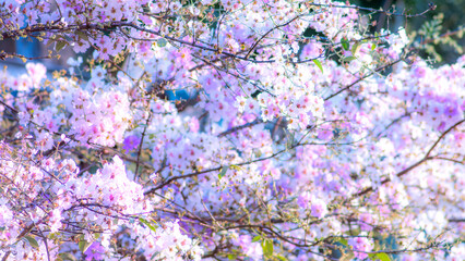 Delicate white pink lagerstroemia crepe myrtle flowers blooming on branches with soft dreamy pastel bokeh background