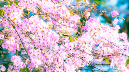 Delicate white pink lagerstroemia crepe myrtle flowers blooming on branches with soft dreamy pastel bokeh background