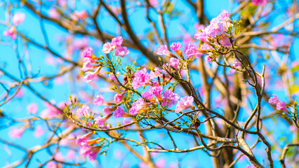 Pink magenta tabebuia trumpet flowers blooming sparsely on thin bare tree branches against bright cyan blue sky