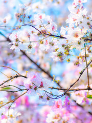 Artistic soft pink purple lagerstroemia flowers against cyan blue sky creating dreamy romantic spring blossom scene