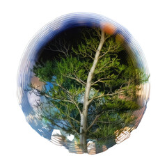 Tree reflected inside spherical, clear bubble, black background