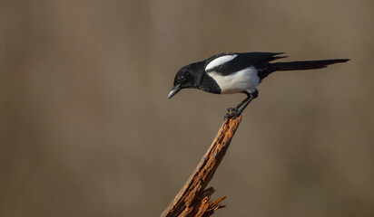 Obraz premium Common Magpie - at a wetland in autumn