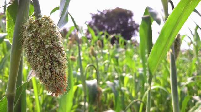 Lush green stalks of immature sorghum (jowar) dance in the Indian wind. This hardy dryland cereal - thick, waxy stems and dense panicles, providing essential food & nutritious fodder for local farms.