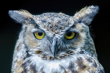 Obraz premium Great horned owl head and its feathers