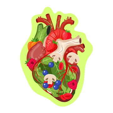 Human Heart Anatomy Illustration Detailed View.