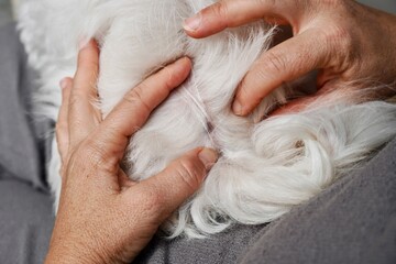 Pet Owner Examining White Dog Coat for Parasites and Skin Issues During Health Check