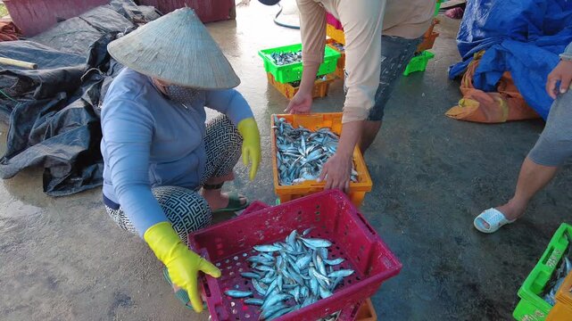 Asia, Vietnam, Mui Ne 02,10, 2026 - Fishing village returning from sea fishing - cleaning of blue fish, anchovies and sardines in the port - workers wash the fish  before selling  at the fish market