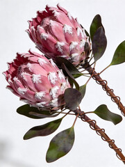 Pink Dried Protea Flowers with White Frosted Edges