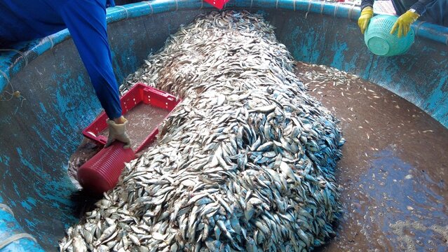 Asia, Vietnam, Mui Ne 02,10, 2026 - Fishing village returning from sea fishing - cleaning of blue fish, anchovies and sardines in the port - workers wash the fish  before selling  at the fish market