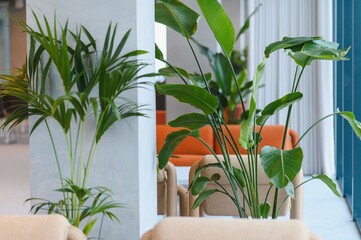 Obraz premium Indoor palms and bird of paradise plants furnishing modern interior