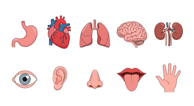 Illustration of ten human organs and body parts arranged in two rows