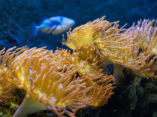 Group of sea anemones Anemonia viridis growing on rock underwater with soft light and shallow depth of field. Concept of marine ecosystem, biodiversity, underwater background.