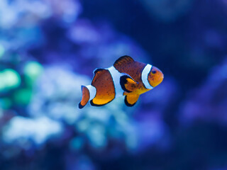 Clownfish Amphiprion ocellaris swimming underwater in aquarium with blue blurred background. Concept of marine life, tropical fish, underwater background, copy space for design or social media.