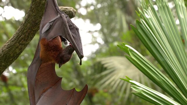Large Flying Fox Bat Hanging Upside Down in Tropical Jungle
