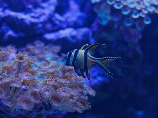 Banggai cardinalfish Pterapogon kauderni swimming near coral polyps underwater in aquarium. Concept of marine biodiversity, underwater background, aquarium life, copy space.
