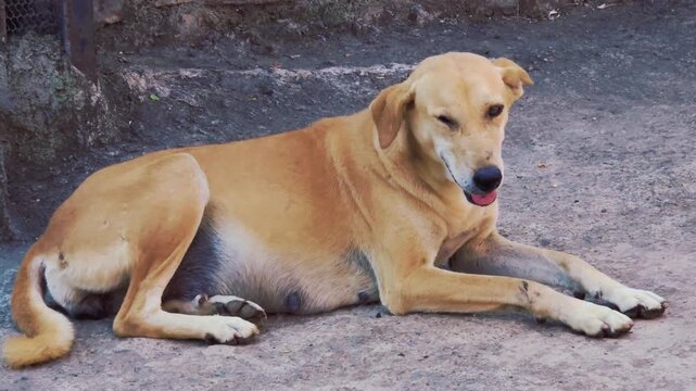 A brown stray dog with a damaged eye rests calmly on the pavement. Its steady huffing shows a moment of quiet relaxation amidst its rugged life, resilient animal sits peacefully, embracing a pause.