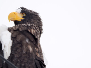 電柱にとまるオオワシ