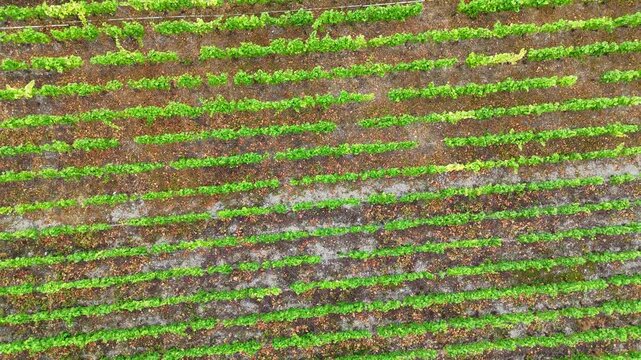 Aerial pull-up view of a lush vineyard, revealing neatly aligned grapevines and rolling green hills. Perfect for travel, agriculture, nature, lifestyle, or scenic landscape projects.