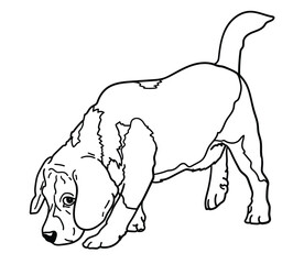 021026_Beagle drawing