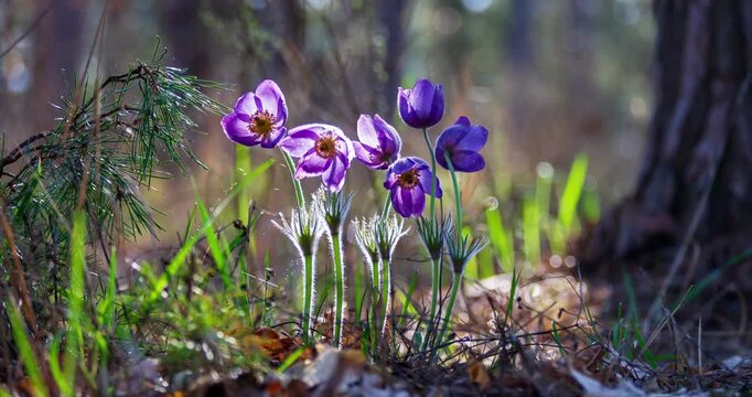 Beautiful purple Pulsatilla patens flowers opening their petals in the morning sun, growing among pine needles and new grass in a tranquil forest during the springtime awakening of nature