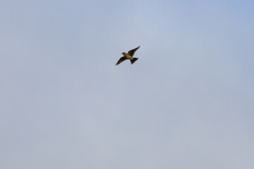 Obraz premium Skylark in flight on a spring day with a blue sky background.
