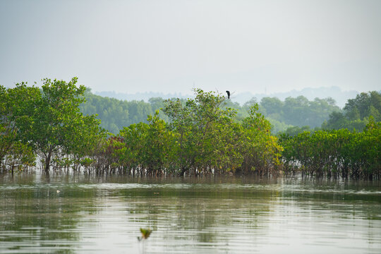Mangroves at coast of India, rhizophora mangle red mangrove forest, coastal ecosystem, monsoon and rainforest vegetation, shallow water tree