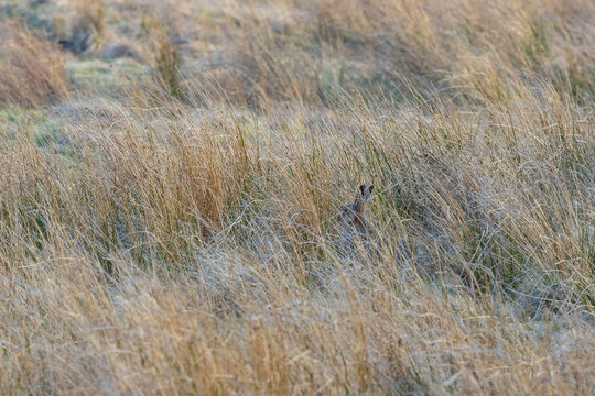 Brown Hare sat in long grass in pennine moorland, County Durham, UK.