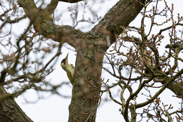 Fototapeta premium Green Woodpecker perched in a tree on a spring day.