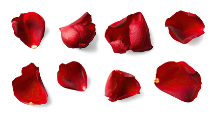 Red rose petals on a png transparent