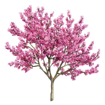 High-resolution watercolor painting vector of Redbud Tree, isolated on a white background.