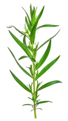 Obraz premium Fresh Tarragon Isolated on White Background, Artemisia dracunculus Elegant Aromatic Herb Concept