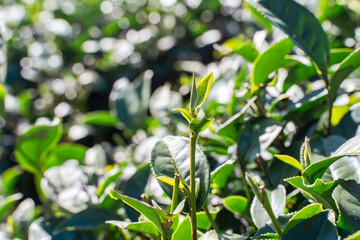 Terraced Tea Plantation on a Green Mountain Hillside