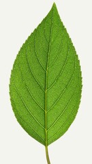Obraz premium Leaf Midrib Isolated on White Background, Central Vein Structure of Leaf Representing Support and Botanical Anatomy Concept