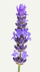Obraz premium Lavender Flower Isolated on White Background, Lavandula angustifolia Aromatic Purple Flower Concept