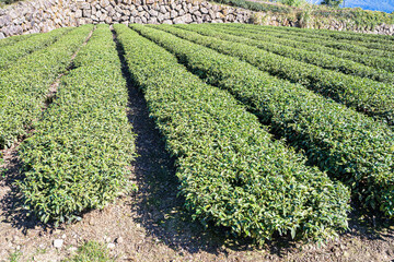 Terraced Tea Plantation on a Green Mountain Hillside