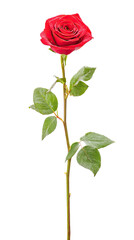 A single red rose with green leaves on a png transparent