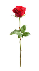 A single red rose on a png transparent