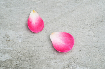 two rose petals fallen on concrete floor