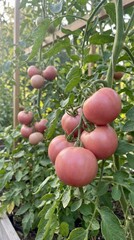 Fresh pink tomatoes ripening on the vine in an organic garden.