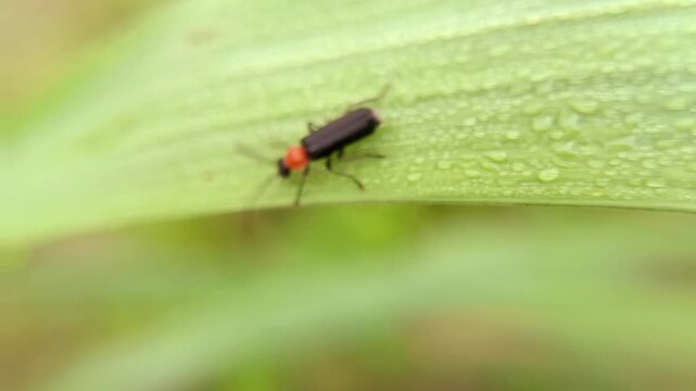 bug on leaf