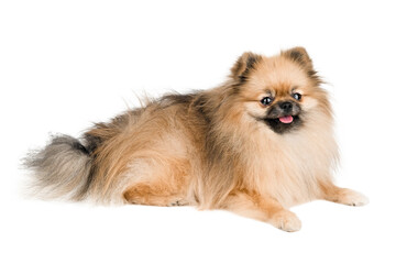 Fototapeta premium Cute Pomeranian dog isolate on white background