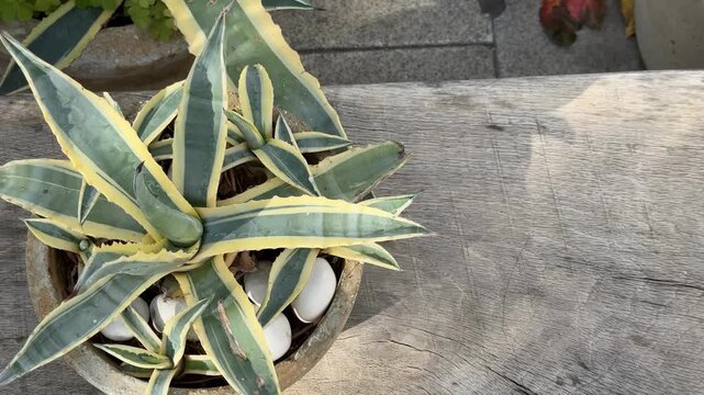 Variegated agave plant in pot with stones on rustic wooden background