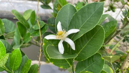 A beautiful lime flower in full bloom, featuring delicate white petals and a vibrant yellow stamen amidst lush green leaves, capturing the essence of fresh nature.