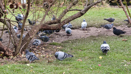 flock of pigeons eating seeds in the city park in Vienna © Jana