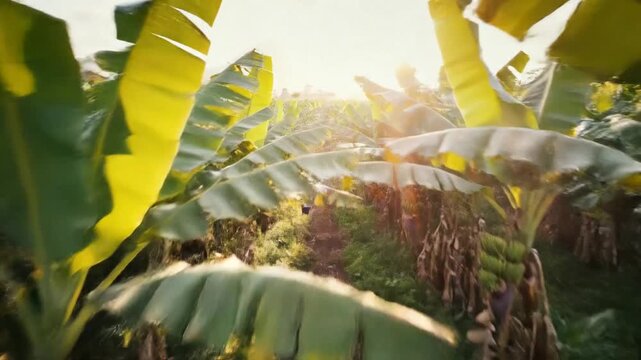 Lush tropical banana plantation located in Indonesia, featuring rows of green exotic fruit trees under bright sunlight within a rural Asian agricultural farm landscape in Southeast Asia.