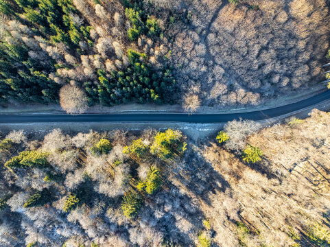 Aerial view of a ribbon of road bisecting a tapestry of vibrant green and muted brown trees under the soft glow of sunlight, Berg im Drautal, Carinthia, Austria.